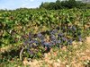 vineyard