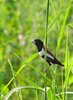 Chestnut Munia