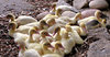 togetherness - just ducky