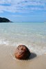 coconut