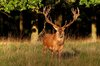 Stag - HDR