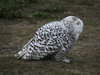 Snowy owl 02
