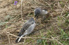 Snow buntings