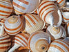 Sea Shells