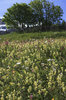 Wild flower meadow