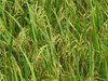 Paddy Crop