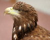 Sea Eagle