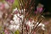 Scottish flower