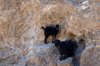 Mountain Goat