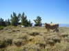 Western Colorado
