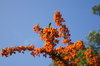 Golden firethorn