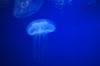 gorgeous jellyfish