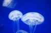 gorgeous jellyfish