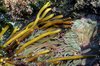 Anemonae's closeup