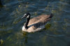 Goose