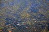 Water Plants