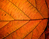 Golden Autumn Leaf