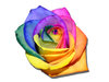Multi coloured rose
