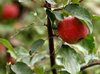 Apples