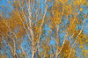 Birch trees autumn
