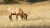 Elk