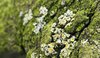Green bark background