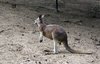 Kangaroo