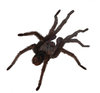 Tarantula