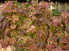 Autumn Colors