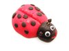 lady bug