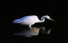 Snowy Egret