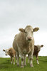 Cattle