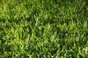 Grass