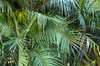 Palms
