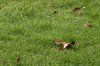 Leaf on lawn