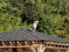 Bird House