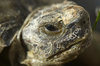 Tortoise 2