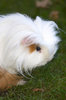 Guinea Pig