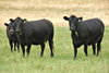 beef cattle