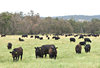 beef cattle