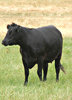 beef cattle