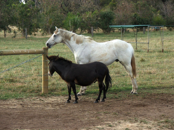 Sex With Women Animals Mating - Donkey Mating With Girls - Sex Video