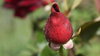 Rosebud