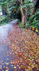Fallen Leaves 2