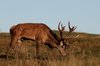 Stag