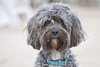 Poodle portrait