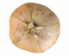 butternut pumpkins