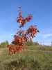 Autumn landscape 2