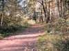 Autumn forest