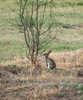 hopping wild